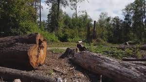 Best Tree Preservation Services  in Grantsville, UT