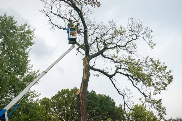 Best Fruit Tree Pruning  in Grantsville, UT